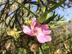 (California Rose) (California Rose)