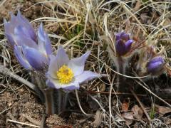 (Prairie Pasqueflower) bloom (Prairie Pasqueflower) bloom