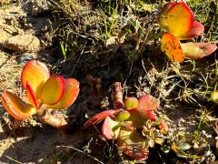 (Jade Plant) saplings (Jade Plant) saplings