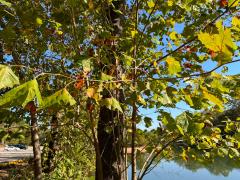 (American Sycamore) plant (American Sycamore) plant