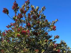(Toyon) shrub (Toyon) shrub