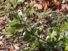 (Redbay) twig