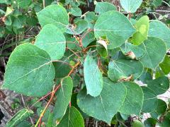 (Quaking Aspen) leaves (Quaking Aspen) leaves