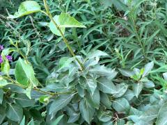 (Balsam Poplar) leaves (Balsam Poplar) leaves