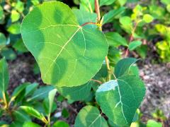 (Quaking Aspen) leaves (Quaking Aspen) leaves