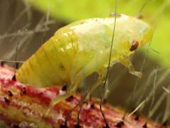 () (Meadow Spittlebug) nymph dorsal on Orange Hawkweed