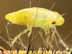 () (Meadow Spittlebug) nymph profile on Orange Hawkweed