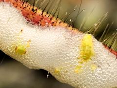 () (Meadow Spittlebug) nymph spittle on Orange Hawkweed