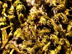 (Bryopsida Joint-toothed Moss) on Black Poplar (Bryopsida Joint-toothed Moss) on Black Poplar