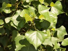 (Black Poplar) leaves (Black Poplar) leaves