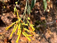 (Tree Tobacco) leaves (Tree Tobacco) leaves