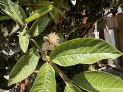 (Common Guava) leaves (Common Guava) leaves
