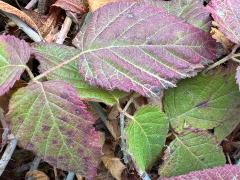 (Trailing Blackberry) leaves (Trailing Blackberry) leaves