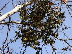 (Broadleaf Mistletoe) on Western Sycamore (Broadleaf Mistletoe) on Western Sycamore