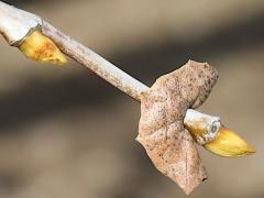 (Western Sycamore) bud (Western Sycamore) bud