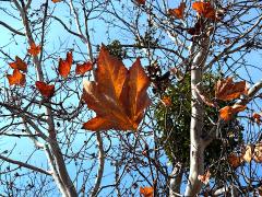 (Western Sycamore) leaves (Western Sycamore) leaves