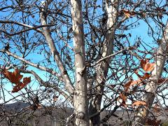 (Western Sycamore) trunk (Western Sycamore) trunk