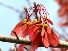 (Red Maple) fruit (Red Maple) fruit