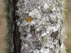 (Red Maple) trunk (Red Maple) trunk