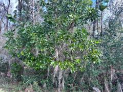 (Redbay) plant
