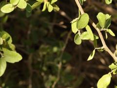 (Spiny Hackberry) twig (Spiny Hackberry) twig