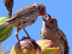() (House Finch) male feeding chick on Saguaro Cactus