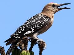 () (Gila Woodpecker) male calling on Saguaro Cactus