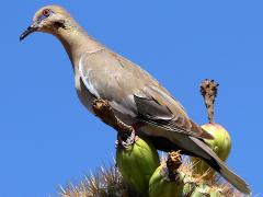 () (White-winged Dove) perching on Saguaro Cactus