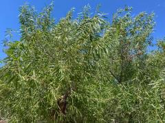 (Goodding's Willow) plant (Goodding's Willow) plant