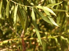 (Goodding's Willow) twig (Goodding's Willow) twig