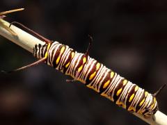 () (Queen) caterpillar on Rush Milkweed