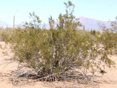 (Creosote Bush) shrub (Creosote Bush) shrub