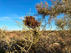(Emory's Crucifixion-Thorn) branch (Emory's Crucifixion-Thorn) branch