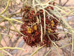 (Emory's Crucifixion-Thorn) fruit (Emory's Crucifixion-Thorn) fruit