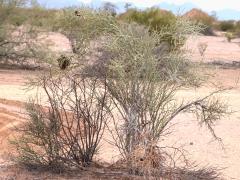 (Emory's Crucifixion-Thorn) tree (Emory's Crucifixion-Thorn) tree