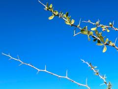 (Arizona Desert-Thorn) twigs (Arizona Desert-Thorn) twigs