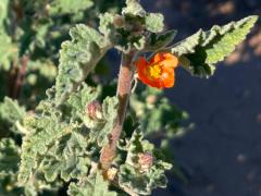 (Desert Globemallow) flower (Desert Globemallow) flower
