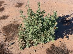 (Desert Globemallow) plant (Desert Globemallow) plant