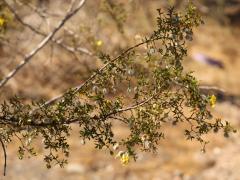 (Creosote Bush) branch (Creosote Bush) branch