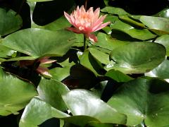 (American White Waterlily) colony (American White Waterlily) colony