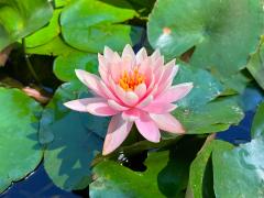 (American White Waterlily) inflorescence (American White Waterlily) inflorescence