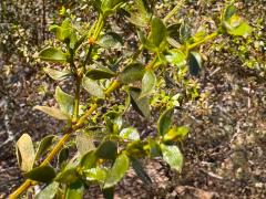 (Creosote Bush) branch (Creosote Bush) branch