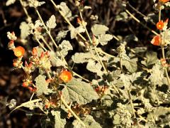 (Desert Globemallow) shrub (Desert Globemallow) shrub